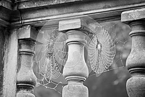 Cobwebs