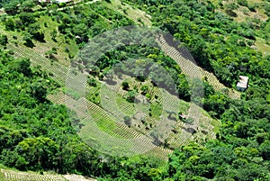 Coca farms, Andes Mountains