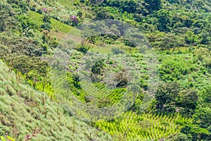 Coca fields near Coroico in Yungas mountains, Boliv