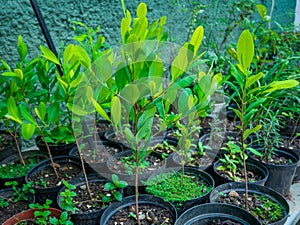 Coca Leaf Plantation in the Black Pots