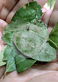 Coca leaves