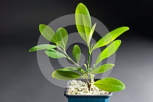 Coca plant growing in a tub