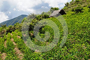 Coca plants in the Andes Mountains, Bolivia