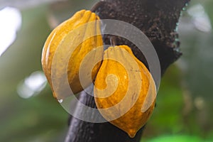 Cocoa-fruit in rain close-up