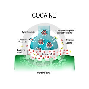 Cocaine and dopamine