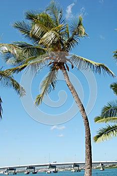 Cocanut tree at Pearl harbor