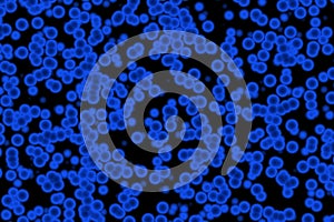 Cocci bacteria strain