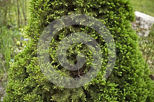 Coccidae on a branch of the canadian Conica spruce damaged with pests. Gardening concept