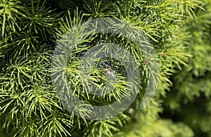 Coccidae on a branch of the canadian Conica spruce damaged with pests. Gardening concept