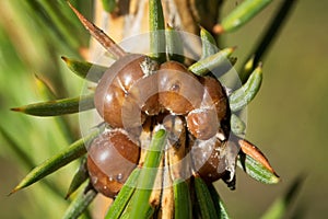 Coccidae on a branch spruce. Macro. Insect, gardening, farming, garden diseases and pests concept