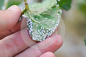 Coccidae on leaves