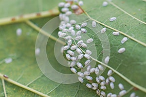 Coccidae on leaves