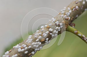 Coccidae on leaves