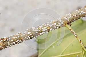 Coccidae on leaves