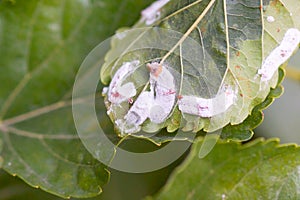 Coccidae on leaves