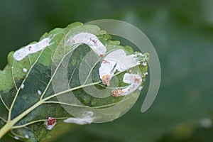 Coccidae on leaves