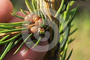 Coccidae on a spruce brancCoccidae on a spruce branch. Macro. Diseases of conifers Insects, horticulture, agriculture, garden