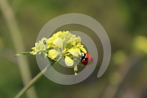 Coccinella ladybug on a sinapis flower