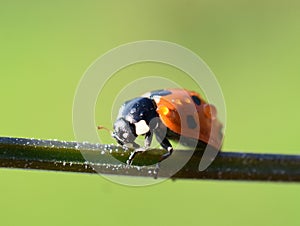 coccinella septempunctata black and red ladybird