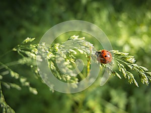 Coccinella septempunctata Ladybug on grass
