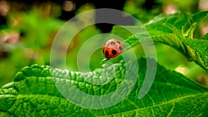 Coccinella septempunctata is the most common ladybug in Europe. The elytra are red and have black spots.