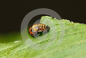 Coccinella septempunctata Pupa