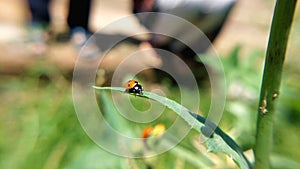 coccinella septempunctata the seven spot ladybird