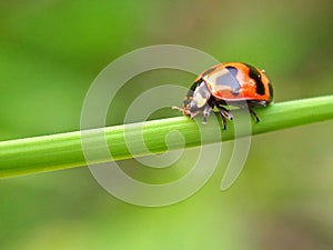 Coccinella transversalis