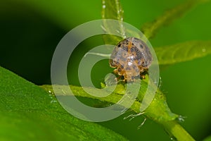 Coccinellidae beetle (ladybird)