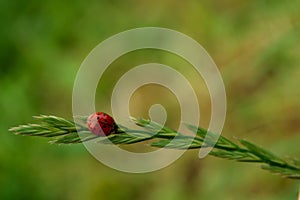 The Coccinellidae beetle sits on a blade of grass on a summer day