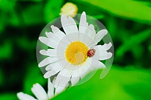 Coccinellidae beetle sits on a meadow chamomile.