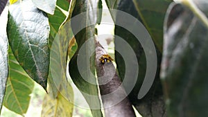 Coccinellidae better known as ladybug