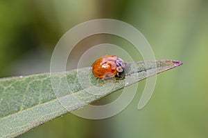 Coccinellidae,The family is commonly known as ladybug photo