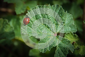 Coccinellidae or Ladybirds