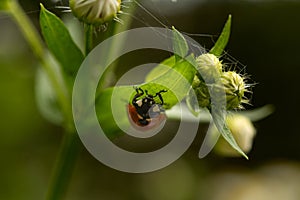 Coccinellidae. Ladybug on chamomile leaf, shallow depth of field, selective focus