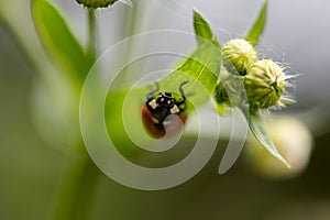 Coccinellidae. Ladybug on chamomile leaf, shallow depth of field, selective focus