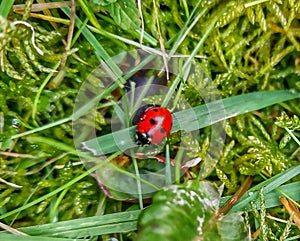 Coccinellidae. Ladybug in the grass