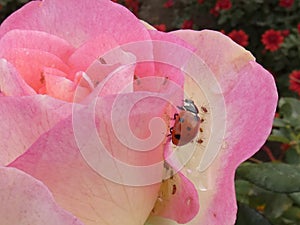 Coccinellidae - Ladybug on pink petals