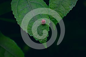 Coccinellidae is a widespread family of small beetles ranging in size from 0.8 to 18 mm