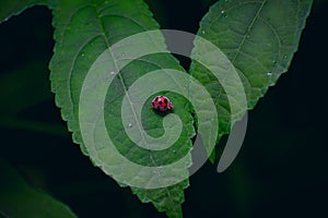 Coccinellidae is a widespread family of small beetles ranging in size from 0.8 to 18 mm