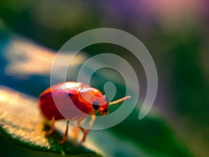 Coccinellidae is a widespread family of small beetles ranging in size from 0.8 to 18 mm. The family is commonly known,