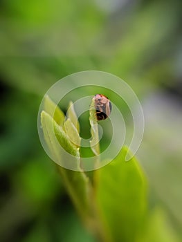 Coccinellidae is a widespread family of small beetles ranging in size from 0.8 to 18 mm. green leaves to sit small beetles indian