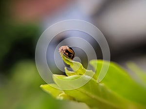 Coccinellidae is a widespread family of small beetles ranging in size from 0.8 to 18 mm. green leaves to sit small beetles indian