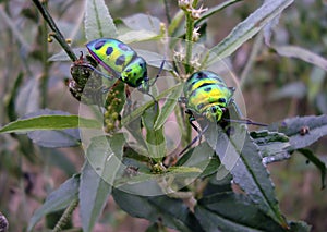 Coccinellids-ladybirds-ladybugs