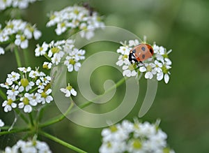 Coccinellids, red ladybug