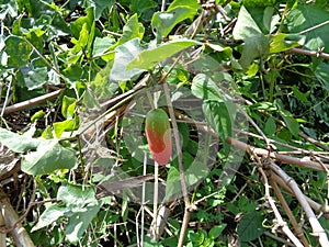 Coccinia grandis also known as timun merah, kemarungan, ivy gourd, scarlet gourd, tindora, kowai fruit. In traditiona