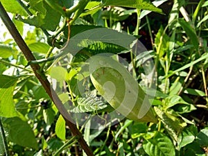 Coccinia grandis also known as timun merah, kemarungan, ivy gourd, scarlet gourd, tindora, kowai fruit. In traditiona