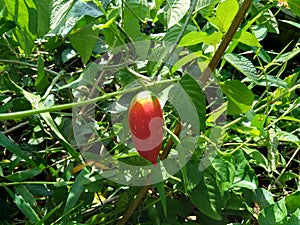 Coccinia grandis also known as timun merah, kemarungan, ivy gourd, scarlet gourd, tindora, kowai fruit. In traditiona