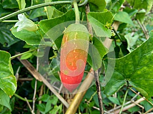 Coccinia grandis also known as timun merah, kemarungan, ivy gourd, scarlet gourd, tindora, kowai fruit. In traditiona