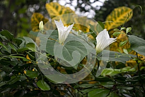 Coccinia grandis or Coccinia Cordifolia Cogn